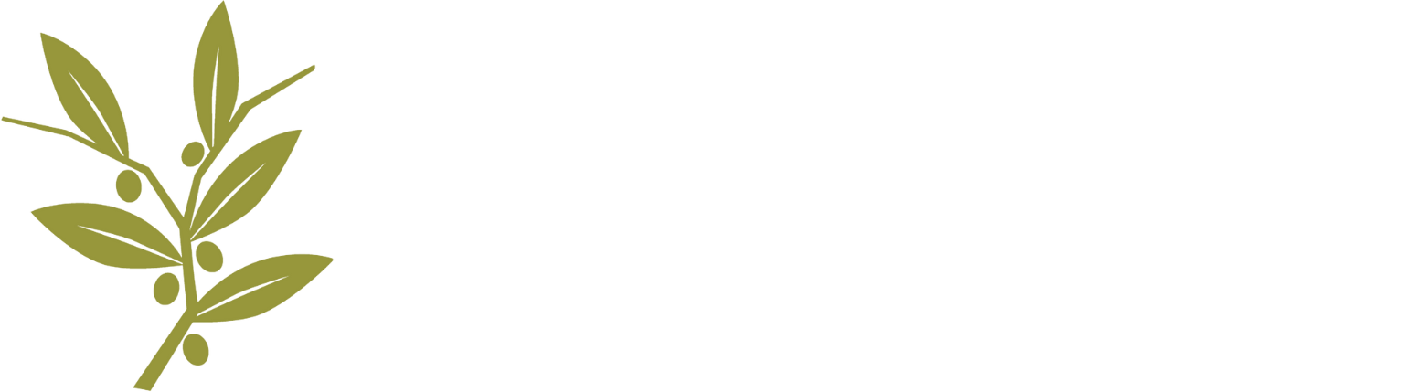 Olive Tree Media